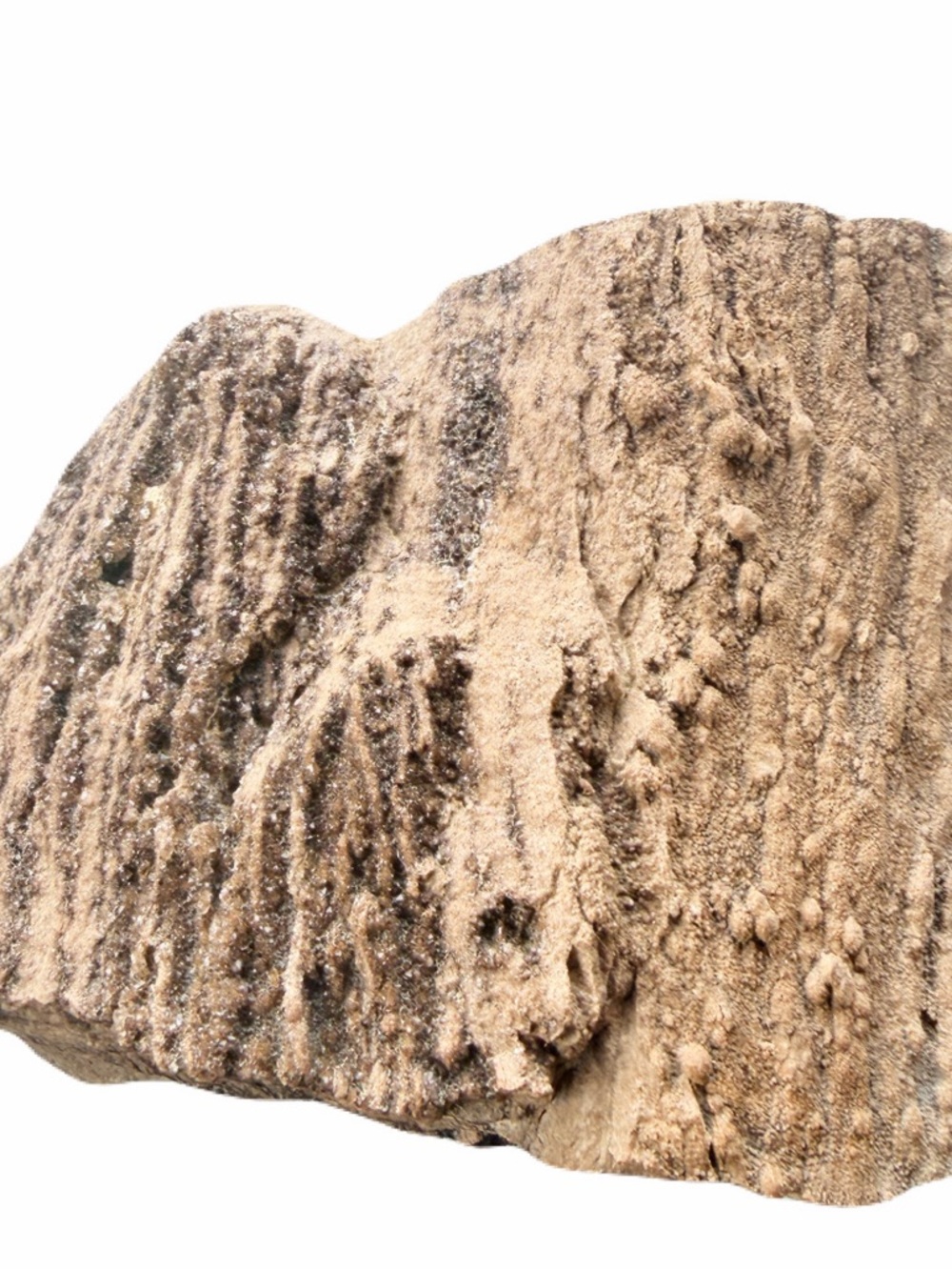 Natural Rough Petrified Wood New Mexico Tan Specimen Gold Quartz UV 4x2.5” 1.3lb